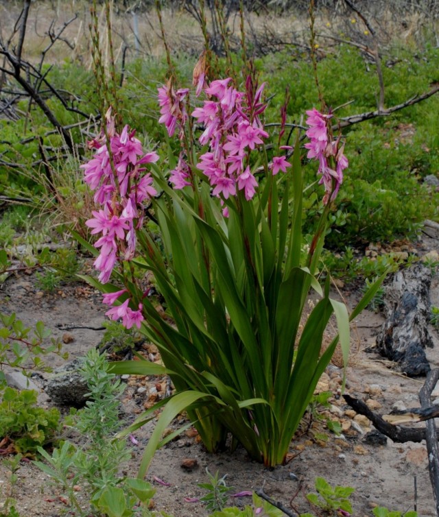 Утсония реюньонская (Watsonia borbonica) Утсония реюньонская (Watsonia borbonica)
