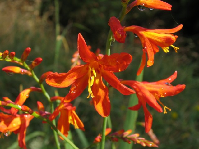 Утсония ирисолистная (Watsonia iridifolia) Утсония ирисолистная (Watsonia iridifolia)