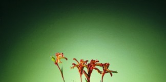Анигозантос, или Кенгуровая лапка (Anigozanthos)