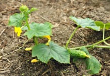 Как продлить плодоношение огурцов? Плеть огурца с цветками и плодом