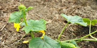 Плеть огурца с цветками и плодом