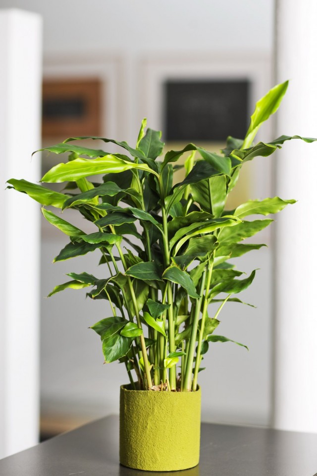 Кардамон настоящий, или элеттария кардамомум (Elettaria cardamomum) Кардамон настоящий, или элеттария кардамомум (Elettaria cardamomum)