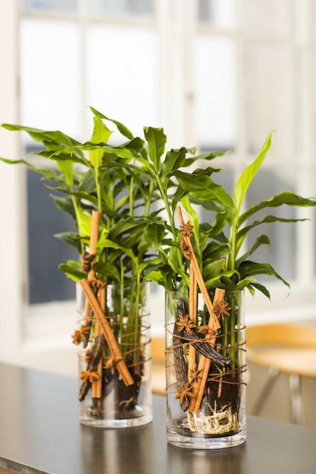 Кардамон настоящий, или элеттария кардамомум (Elettaria cardamomum) Кардамон настоящий, или элеттария кардамомум (Elettaria cardamomum)