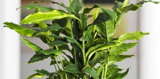 Кардамон настоящий, или элеттария кардамомум (Elettaria cardamomum)
