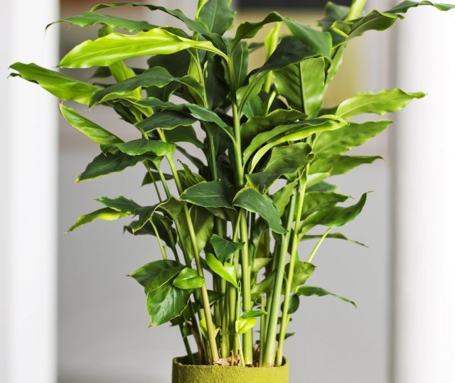 Кардамон настоящий, или элеттария кардамомум (Elettaria cardamomum) Кардамон настоящий, или элеттария кардамомум (Elettaria cardamomum)