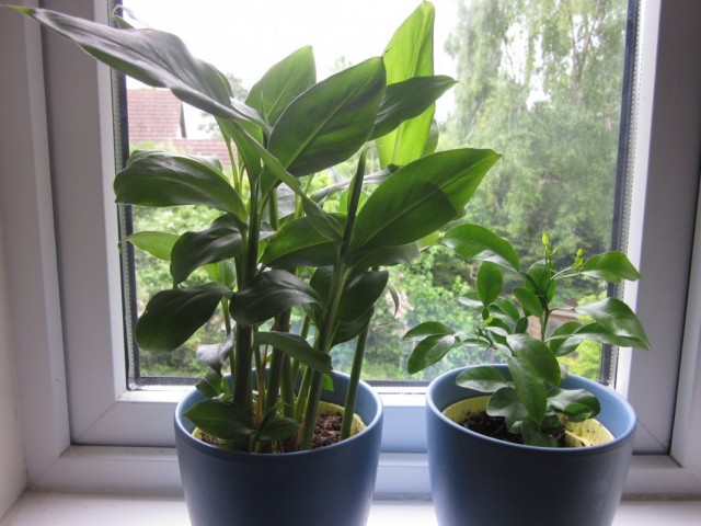 Кардамон настоящий, или элеттария кардамомум (Elettaria cardamomum) Кардамон настоящий, или элеттария кардамомум (Elettaria cardamomum)