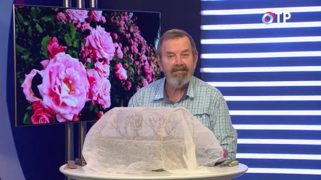 Как правильно весной раскрывать розы после зимнего укрытия Как правильно весной раскрывать розы после зимнего укрытия