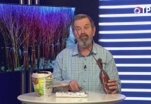 Как сохранить саженцы деревьев и кустарников до высадки в открытый грунт