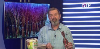 Как сохранить саженцы деревьев и кустарников до высадки в открытый грунт