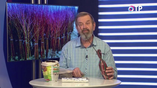 Как сохранить саженцы деревьев и кустарников до высадки в открытый грунт Как сохранить саженцы деревьев и кустарников до высадки в открытый грунт