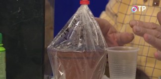 Горшок с посеянными на рассаду семенами в пакете