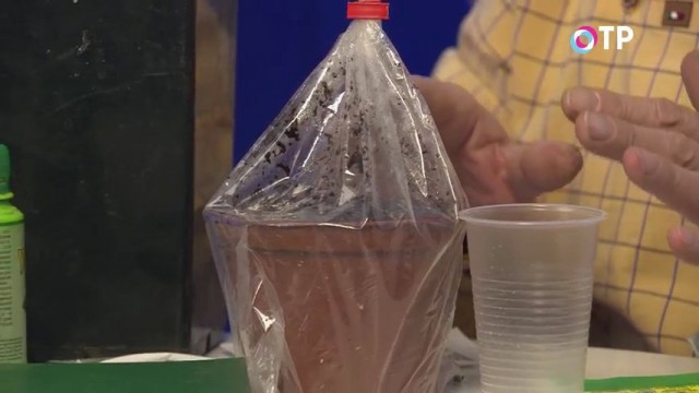 Горшок с посеянными на рассаду семенами в пакете Горшок с посеянными на рассаду семенами в пакете