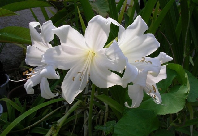Амариллис белладонна, или Амариллис красавица (Amaryllis belladonna) Амариллис белладонна, или Амариллис красавица (Amaryllis belladonna)