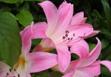 Амариллис белладонна, или Амариллис красавица (Amaryllis belladonna)