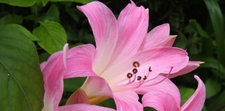 Амариллис белладонна, или Амариллис красавица (Amaryllis belladonna)