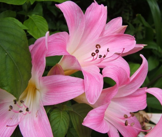 Амариллис белладонна, или Амариллис красавица (Amaryllis belladonna) Амариллис белладонна, или Амариллис красавица (Amaryllis belladonna)