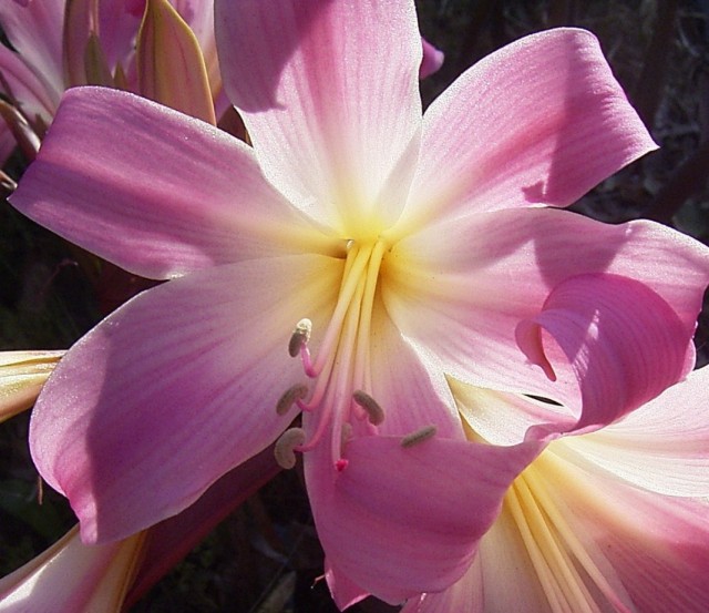 Амариллис белладонна, или Амариллис красавица (Amaryllis belladonna) Амариллис белладонна, или Амариллис красавица (Amaryllis belladonna)