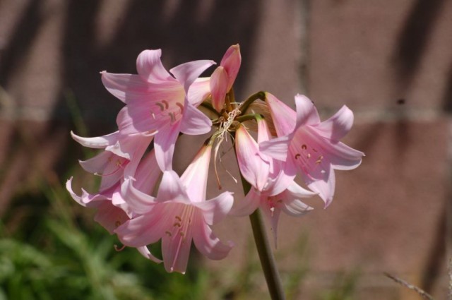 Амариллис белладонна, или Амариллис красавица (Amaryllis belladonna) Амариллис белладонна, или Амариллис красавица (Amaryllis belladonna)