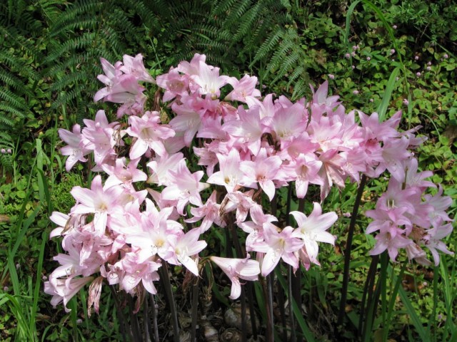 Амариллис белладонна, или Амариллис красавица (Amaryllis belladonna)