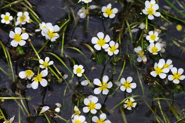 Шелковник волосистый (Batrachium trichophyllum) Шелковник волосистый (Batrachium trichophyllum)