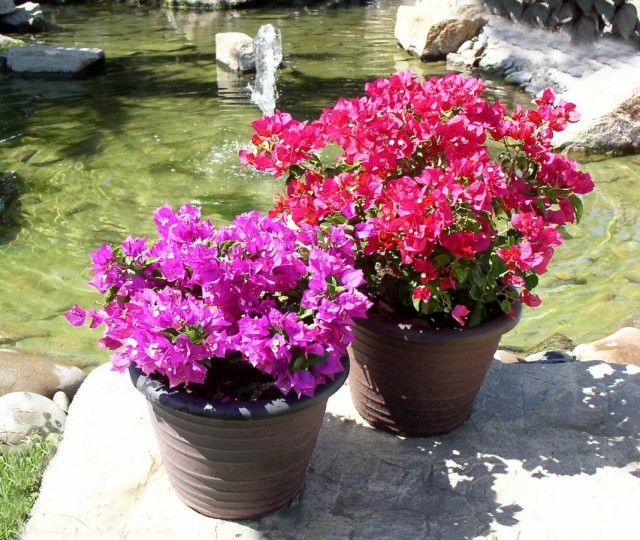 Бугенвиллея (Bougainvillea) Бугенвиллея (Bougainvillea)