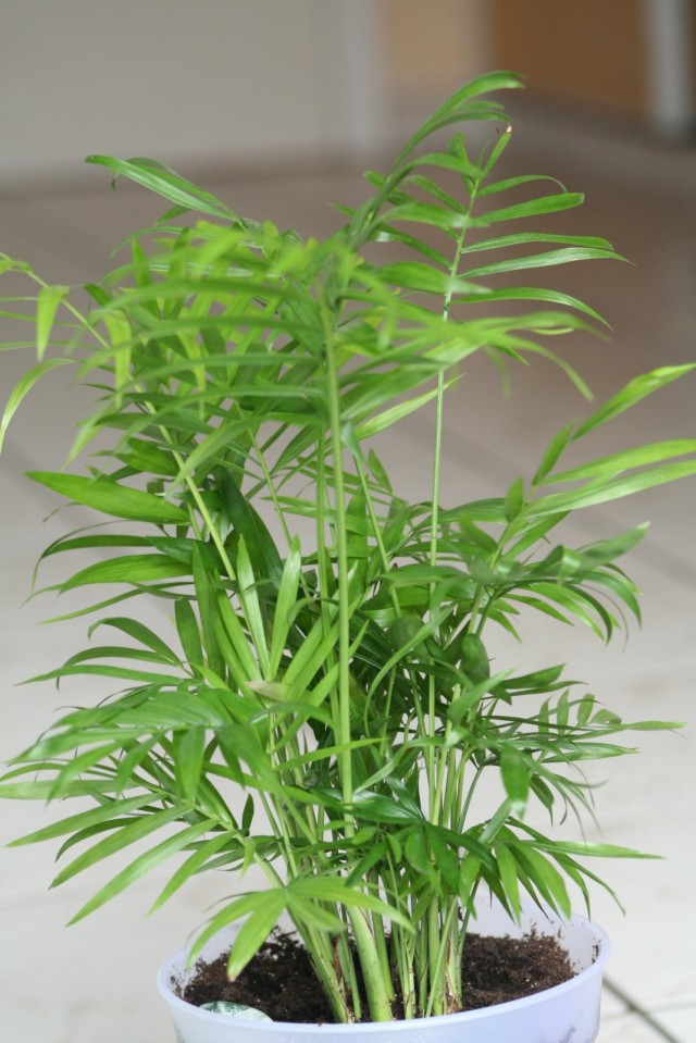Хамедорея изящная (Chamaedorea elegans) Хамедорея изящная (Chamaedorea elegans)