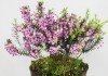 Эрика травянистая (Erica herbacea)