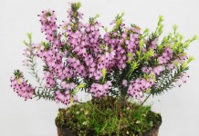 Эрика травянистая (Erica herbacea)