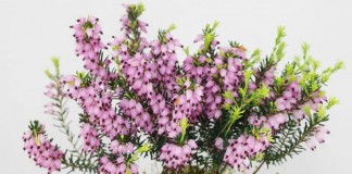 Эрика травянистая (Erica herbacea)