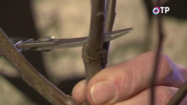 Удаляем центральный слабый побег на кольцо Удаляем центральный слабый побег на кольцо