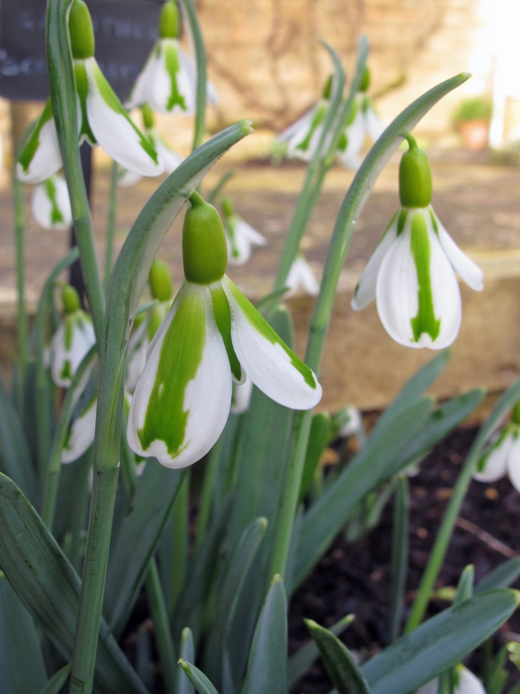 Galanthus-South-Hayes-1