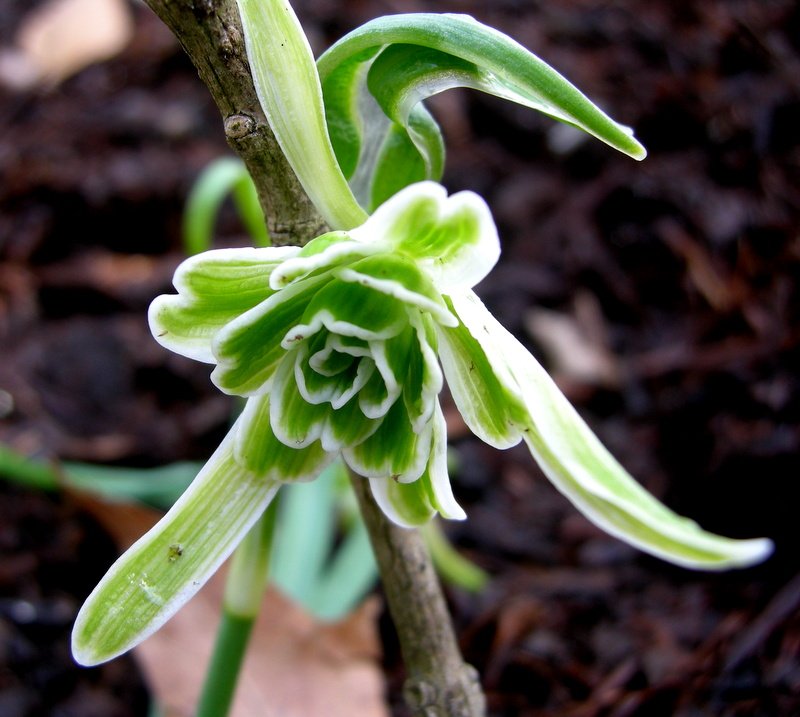 Galanthus-nivalis-Walrus-1