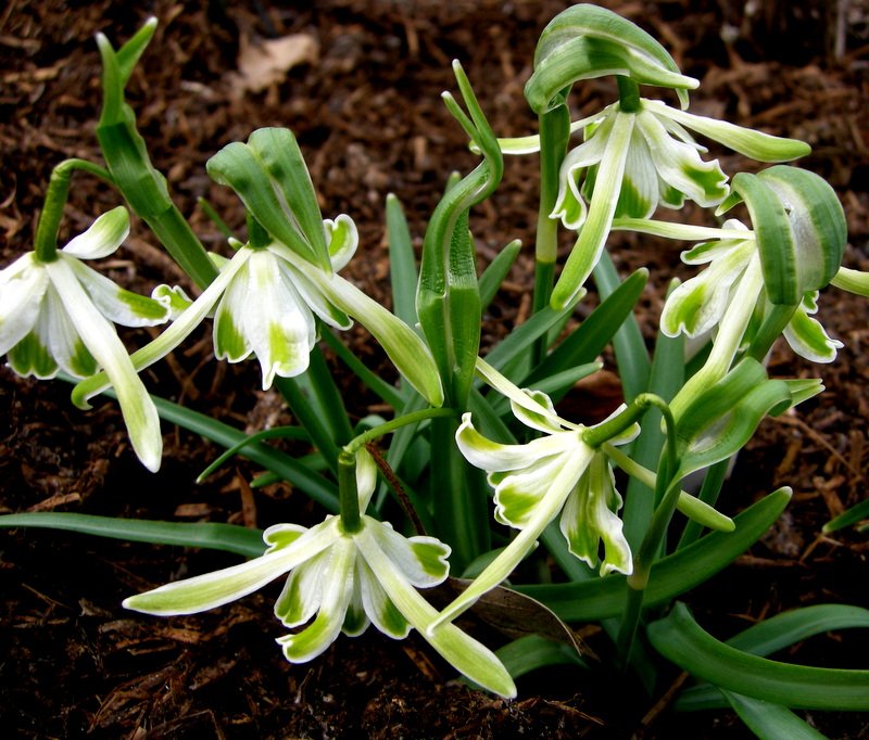 Galanthus-nivalis-Walrus-2