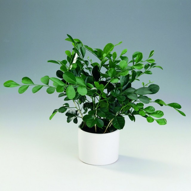 Муррайя метельчатая (Murraya paniculata) Муррайя метельчатая (Murraya paniculata)