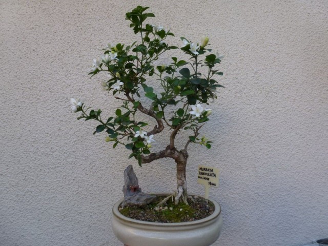 Муррайя метельчатая (Murraya paniculata) Муррайя метельчатая (Murraya paniculata)