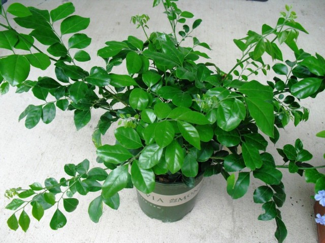 Муррайя метельчатая (Murraya paniculata) Муррайя метельчатая (Murraya paniculata)