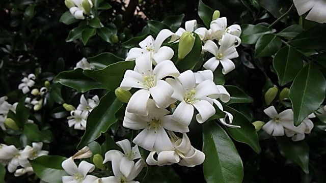Муррайя метельчатая (Murraya paniculata) Муррайя метельчатая (Murraya paniculata)