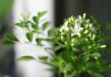 Муррайя метельчатая (Murraya paniculata)