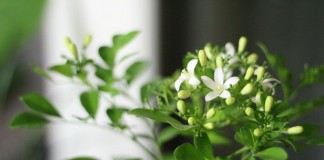 Муррайя метельчатая (Murraya paniculata)