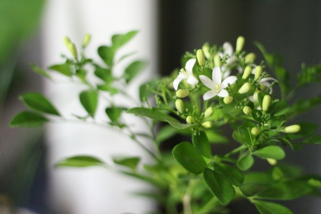 Муррайя метельчатая (Murraya paniculata) Муррайя метельчатая (Murraya paniculata)