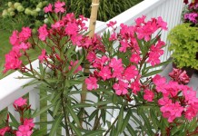 Олеандр обыкновенный (Nerium oleander)