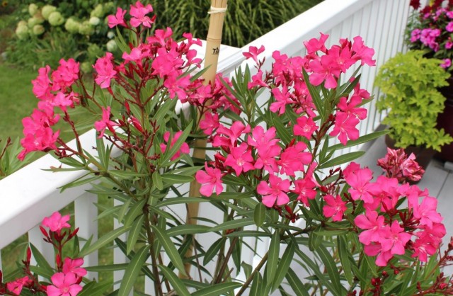 Олеандр обыкновенный (Nerium oleander) Олеандр обыкновенный (Nerium oleander)