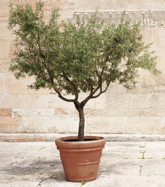 Оливковое дерево (Olea europaea) Оливковое дерево (Olea europaea)