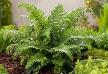 Многорядник многореснитчатый (Polystichum polyblepharum)
