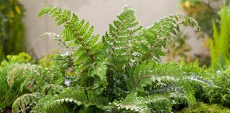 Многорядник многореснитчатый (Polystichum polyblepharum)