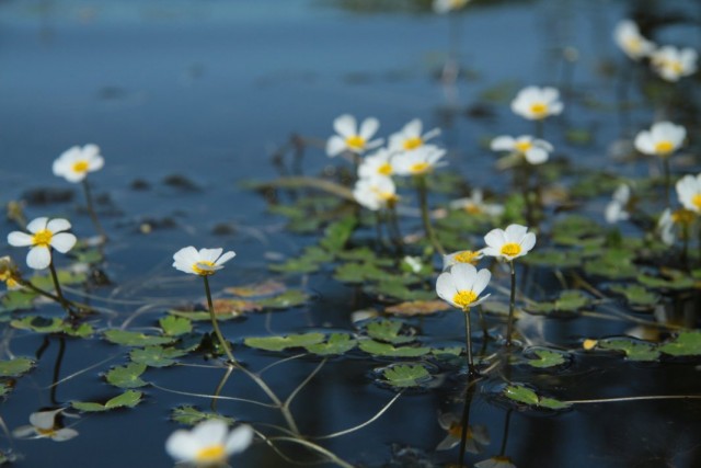 Лютик водный (Ranunculus aquatilis) Лютик водный (Ranunculus aquatilis)