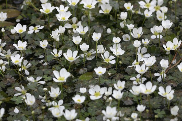 Лютик водный (Ranunculus aquatilis) Лютик водный (Ranunculus aquatilis)