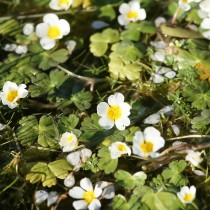 Лютик водный (Ranunculus aquatilis) Лютик водный (Ranunculus aquatilis)