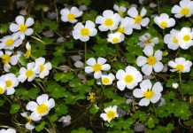 Лютик водный (Ranunculus aquatilis)