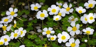 Лютик водный (Ranunculus aquatilis)